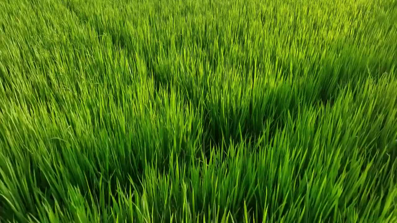 4K航拍水稻田 农业种植视频素材