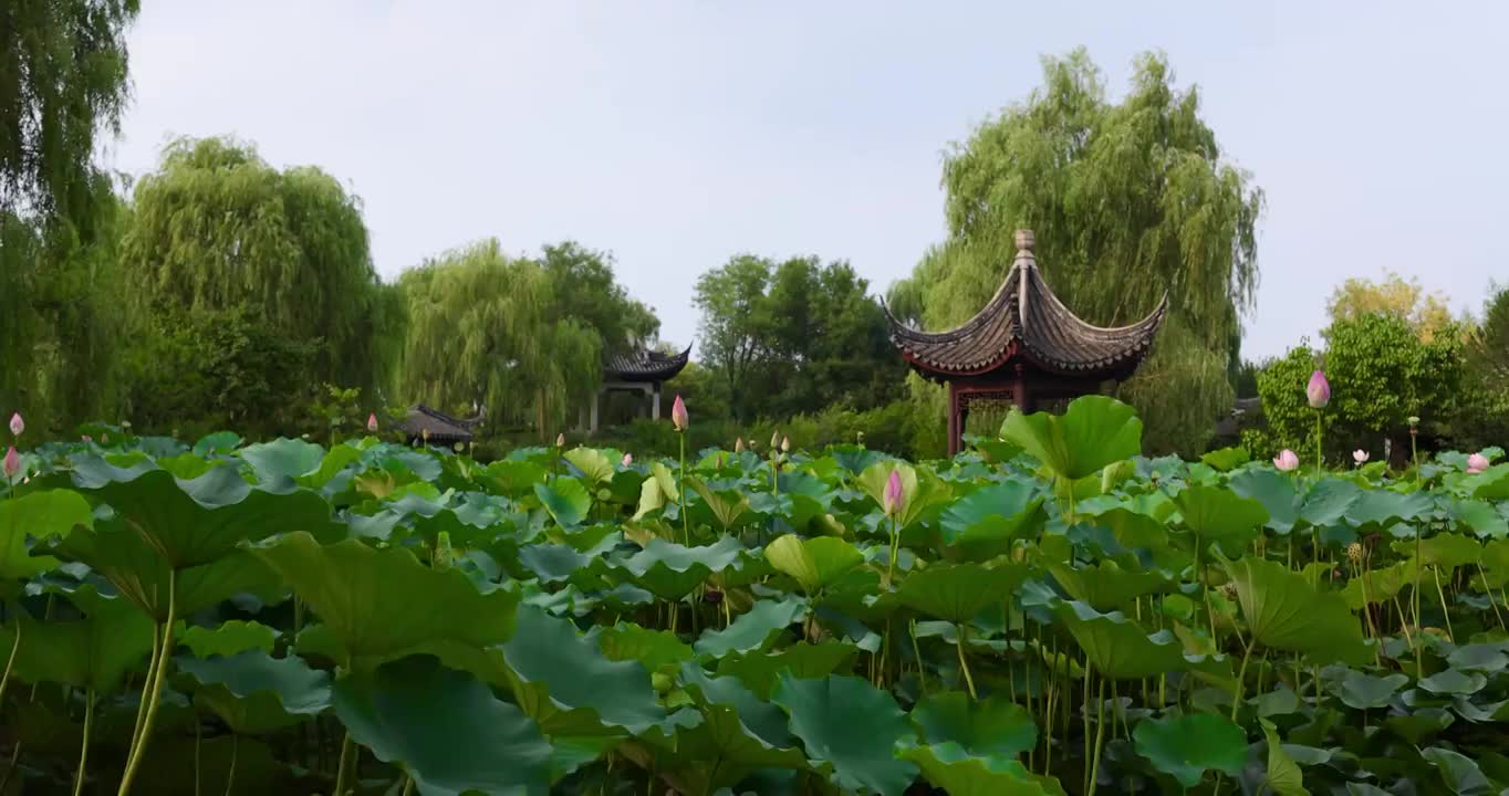 中式园林空镜,江南建筑,传统文化（合集）视频素材