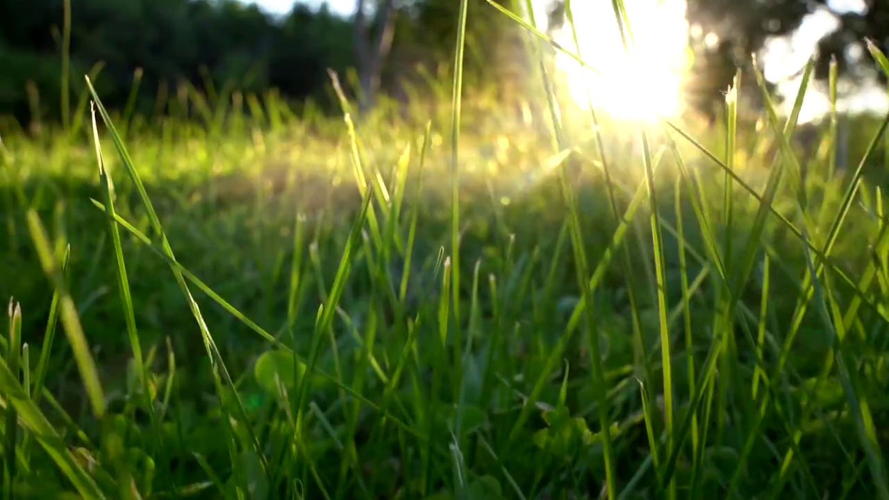 阳光下的草地视频素材