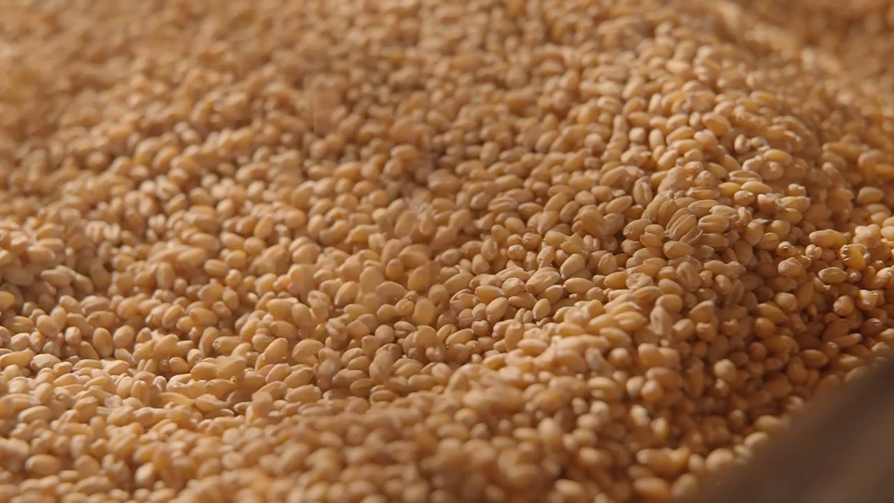 小麦慢动作落下视频素材