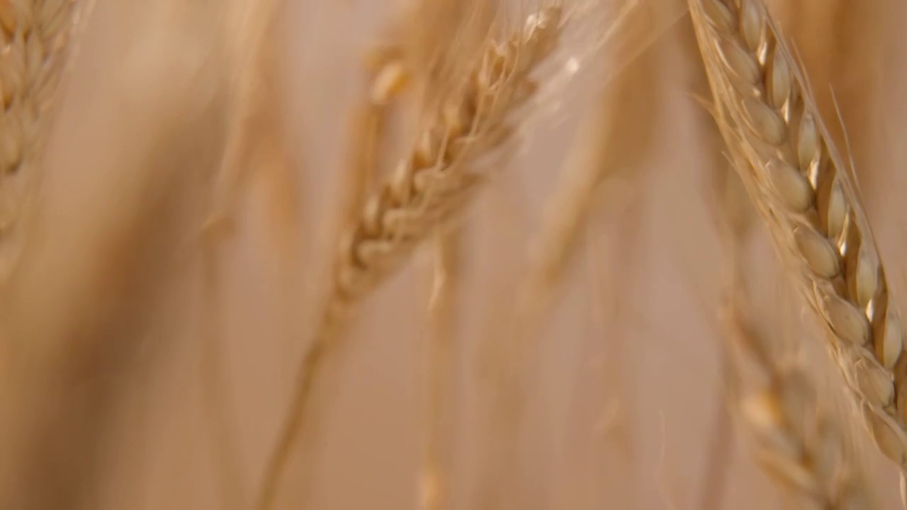 小麦慢动作落下视频素材