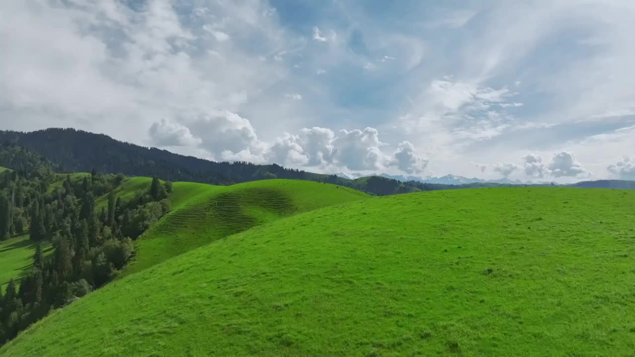 航拍新疆草原森林美景风景视频素材