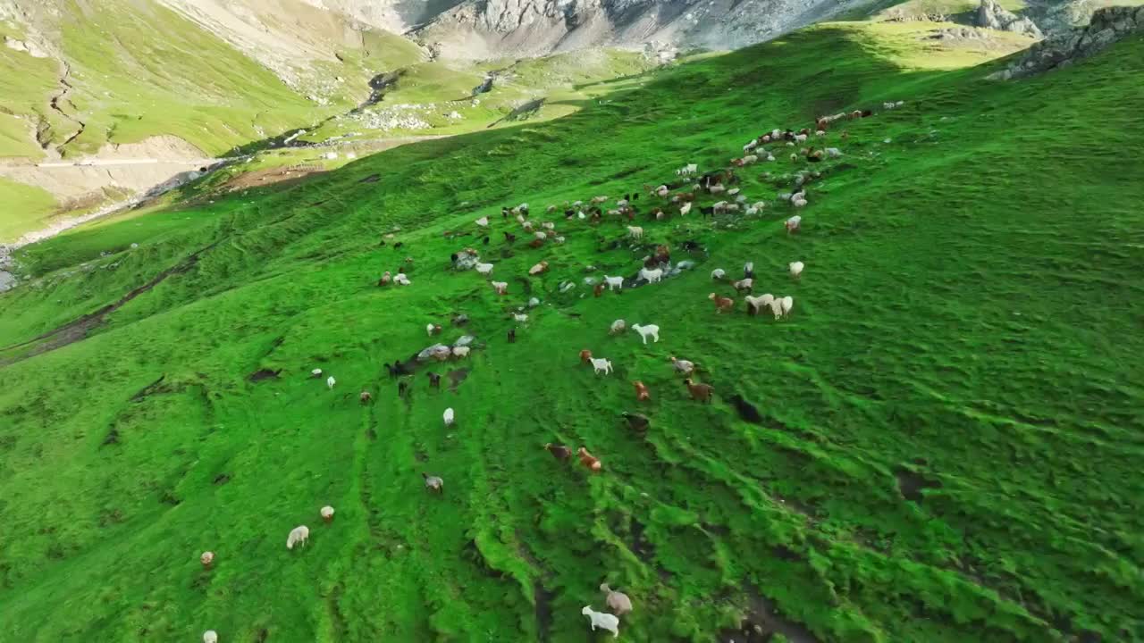 航拍新疆伊犁草原天然牧场羊群视频下载
