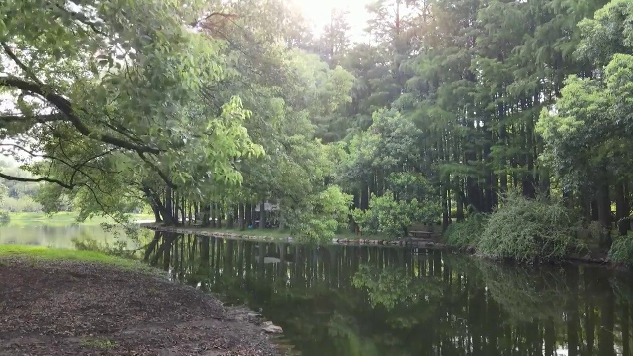 上海共青森林公园上海杨浦共青公园4K航拍视频素材