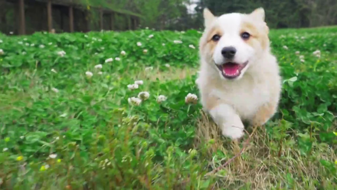 可爱的宠物犬小柯基在草地上玩耍视频素材