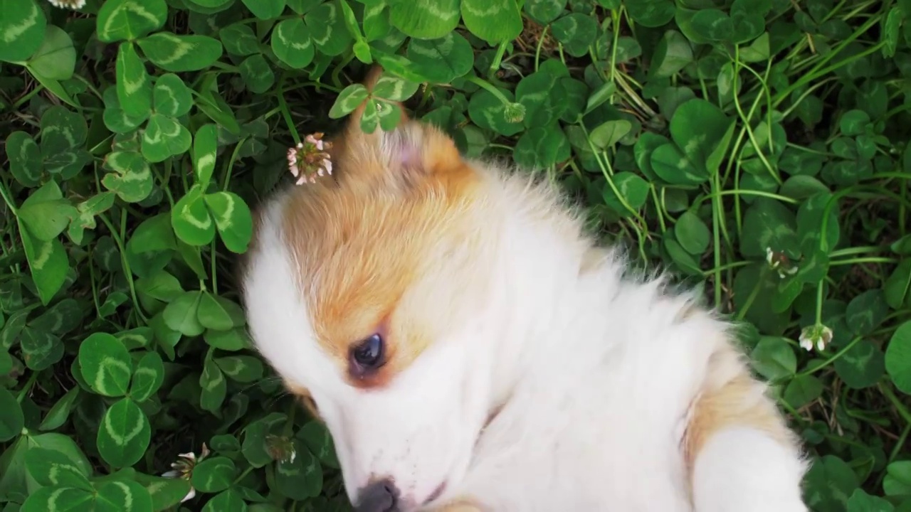 可爱的宠物犬小柯基躺在草地上玩耍视频下载