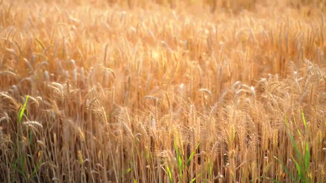 金色麦穗风吹麦浪的丰收季节视频素材