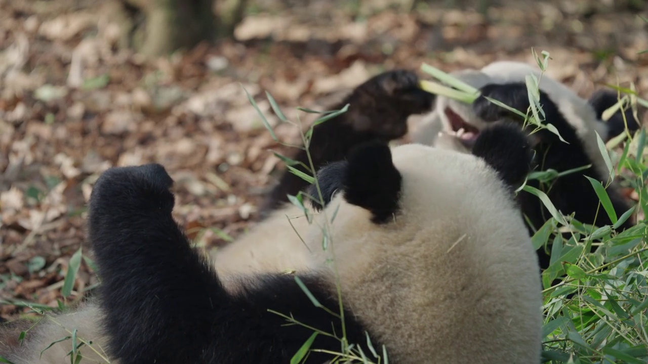 吃竹叶的大熊猫特写视频素材