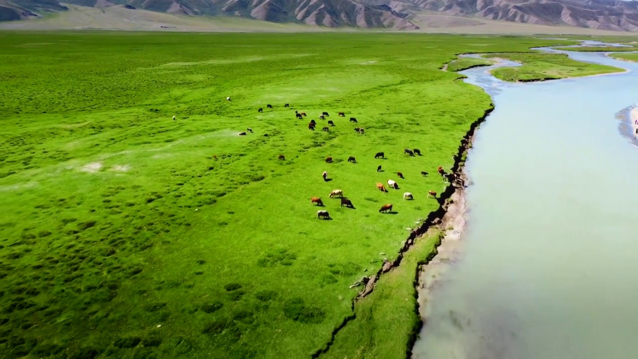 新疆巴音布鲁克大草原河边吃草的牛视频下载