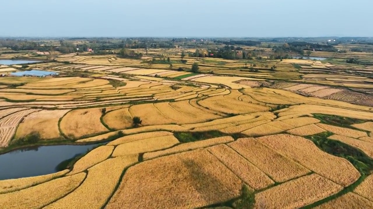 4K河南信阳秋天金黄的稻田自然风景航拍视频素材