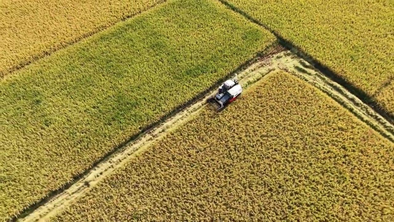 4K河南信阳秋天金黄的稻田收割机航拍视频素材