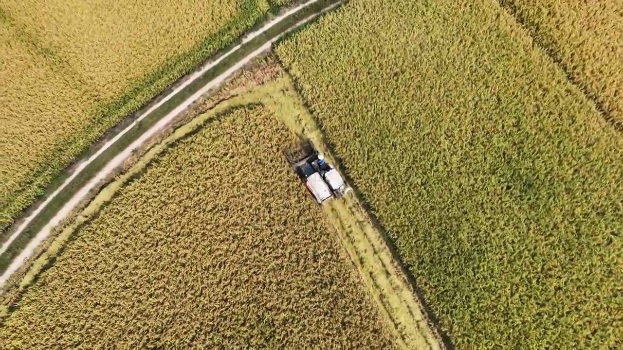 4K河南信阳秋天金黄的稻田收割机航拍视频素材