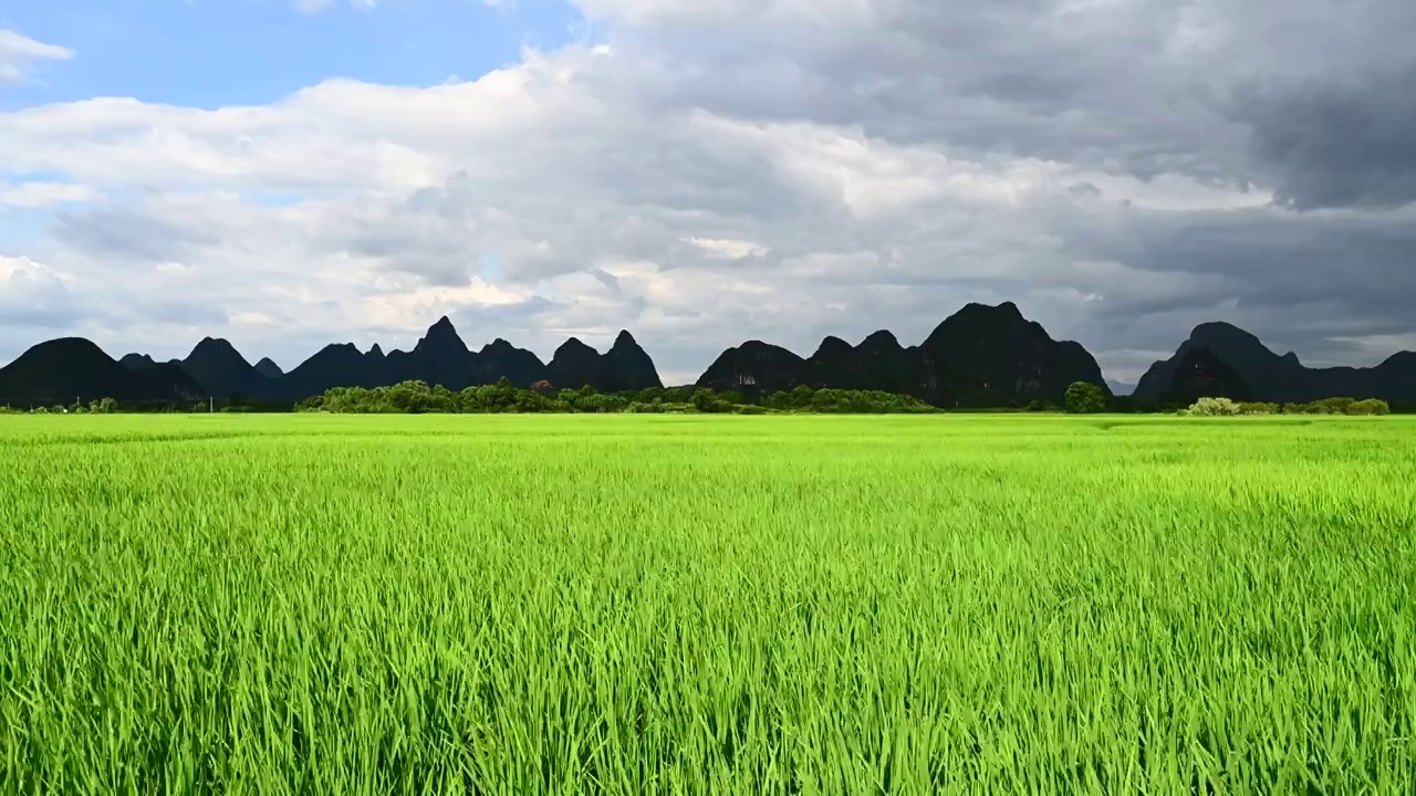 蓝天白云阳光下桂林山边绿色的稻田视频素材