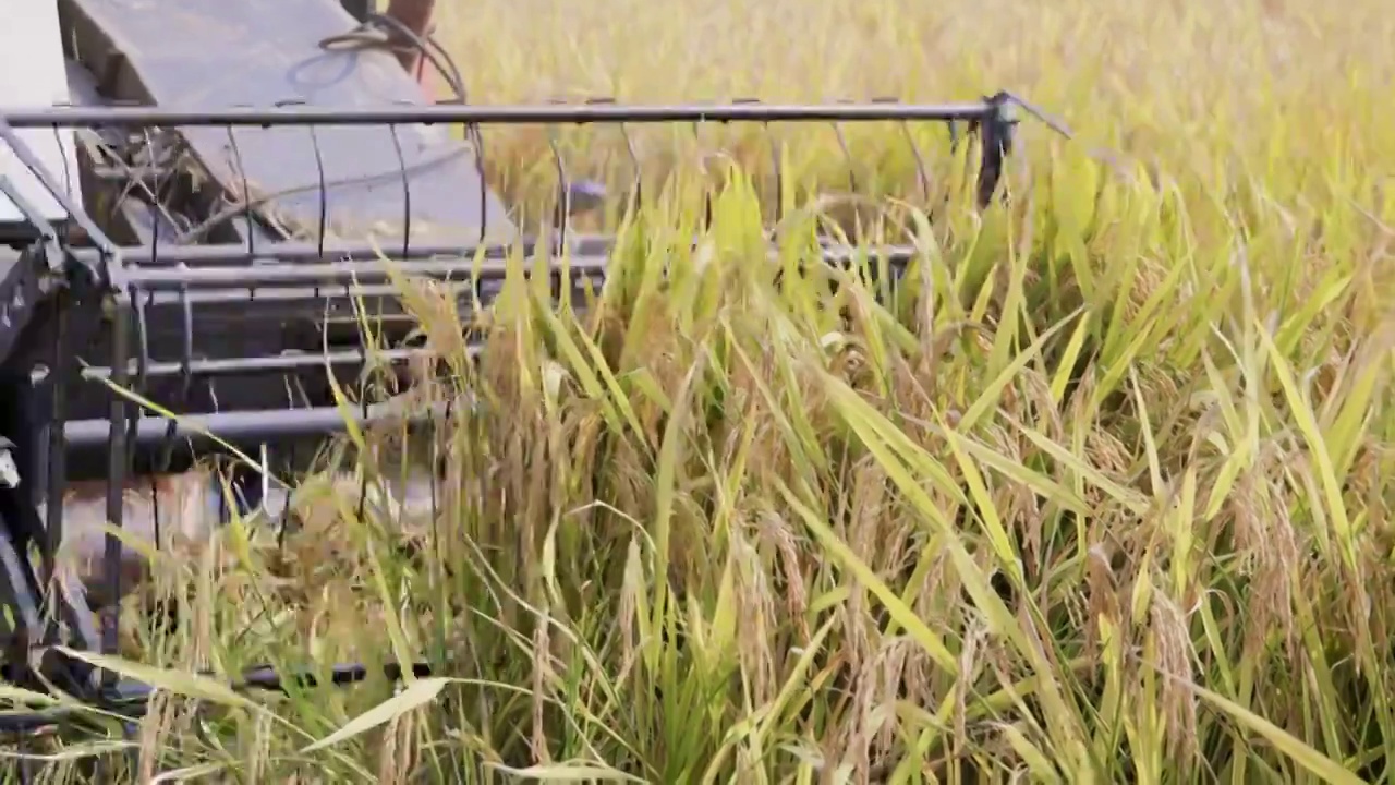 稻田里正在工作的联合收割机视频素材