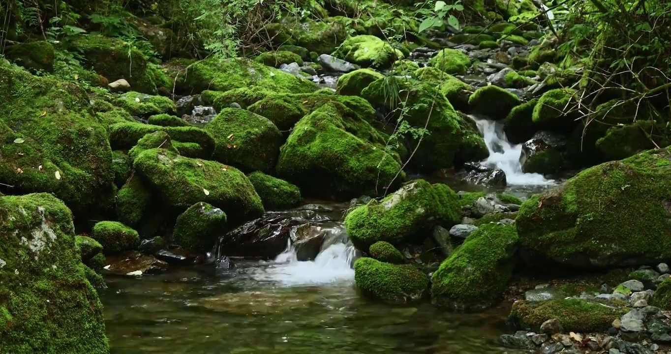 夏天，小溪的流水视频素材