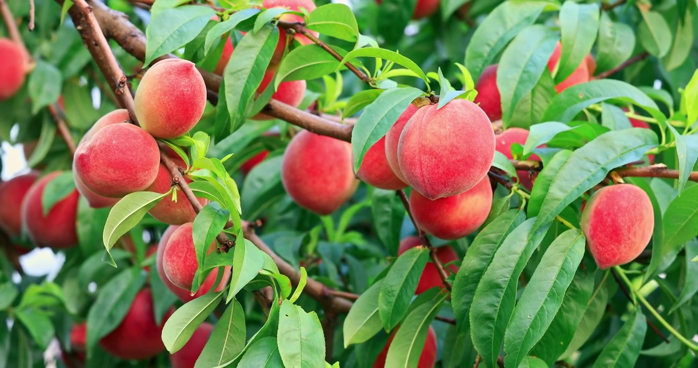 成熟的桃子生长在果园的桃枝上视频素材