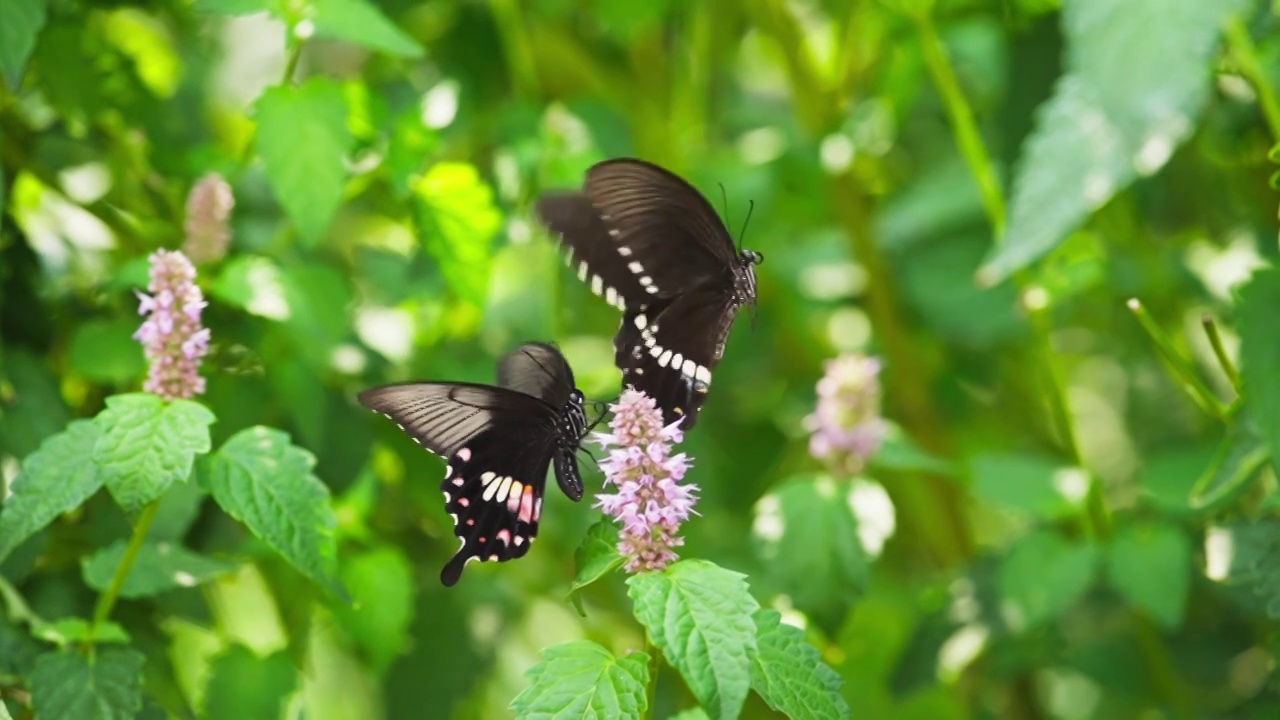 两只黑蝴蝶成双成对飞舞求偶交配慢镜头视频素材