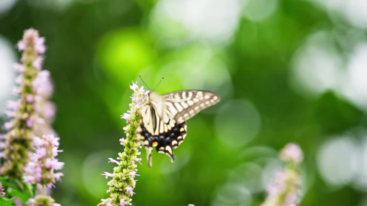 蝴蝶花丛中飞舞采蜜慢镜头特写视频素材