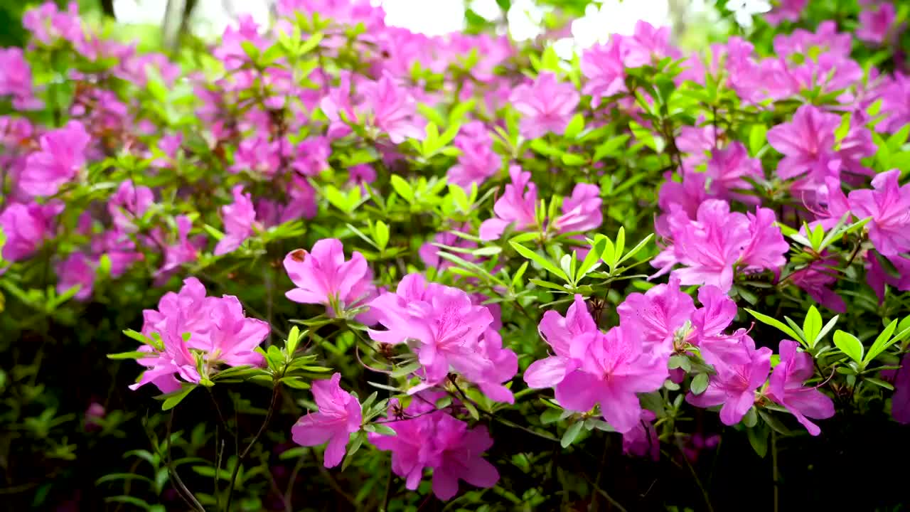 春季清明谷雨时节的杜鹃花，映山红花海视频下载