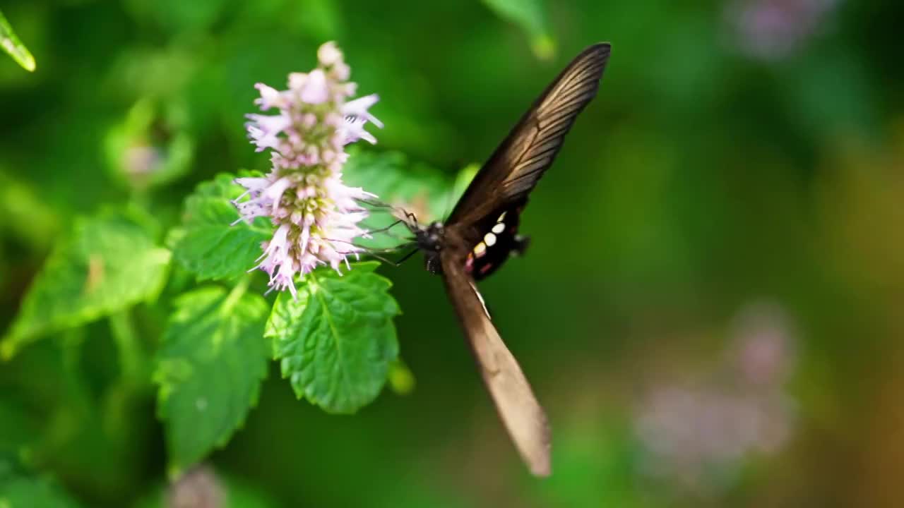 黑蝴蝶在藿香花上飞舞采蜜慢镜头视频素材