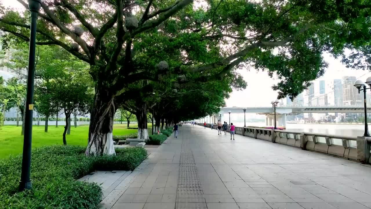 早晨大榕树下的广州临江大道珠江边视频素材