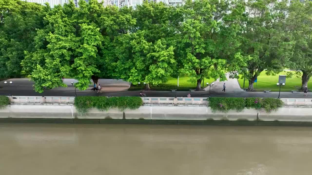 实拍早晨大榕树绿树成荫的广州临江大道珠江边视频素材