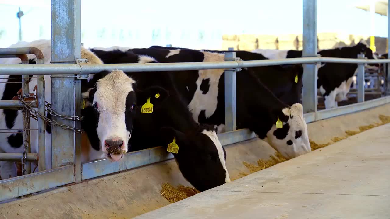 现代化大规模养牛场里正在吃青贮饲料的可爱的奶牛视频下载