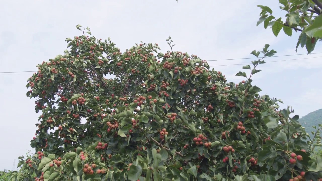 秋后成熟山楂水果视频素材
