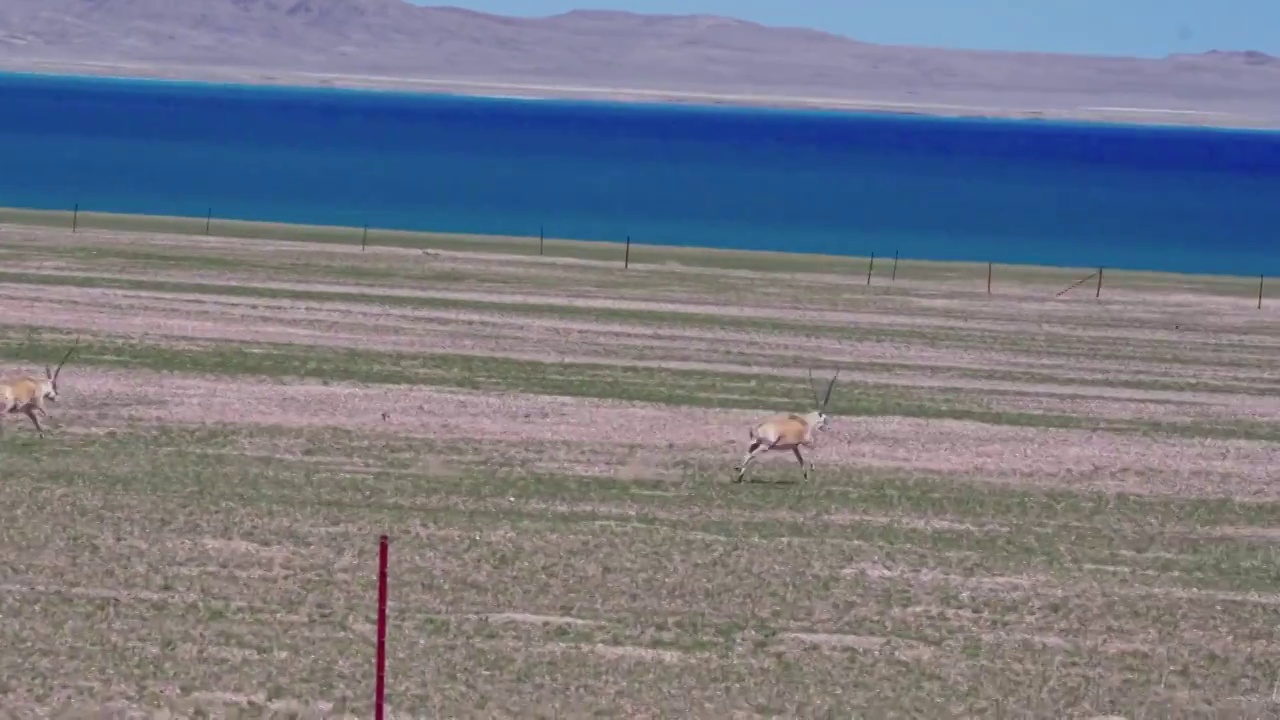 西藏达则错湖边奔跑追逐的藏羚羊视频素材