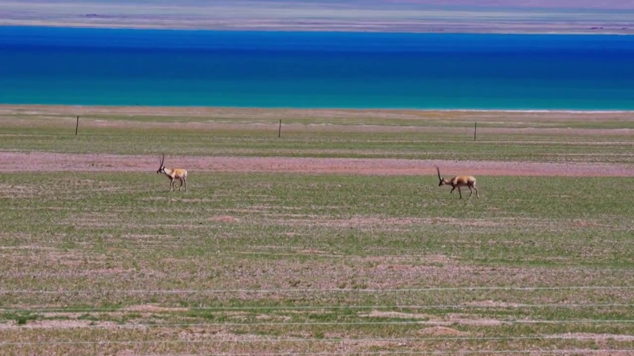 西藏达则错湖边的藏羚羊群视频素材