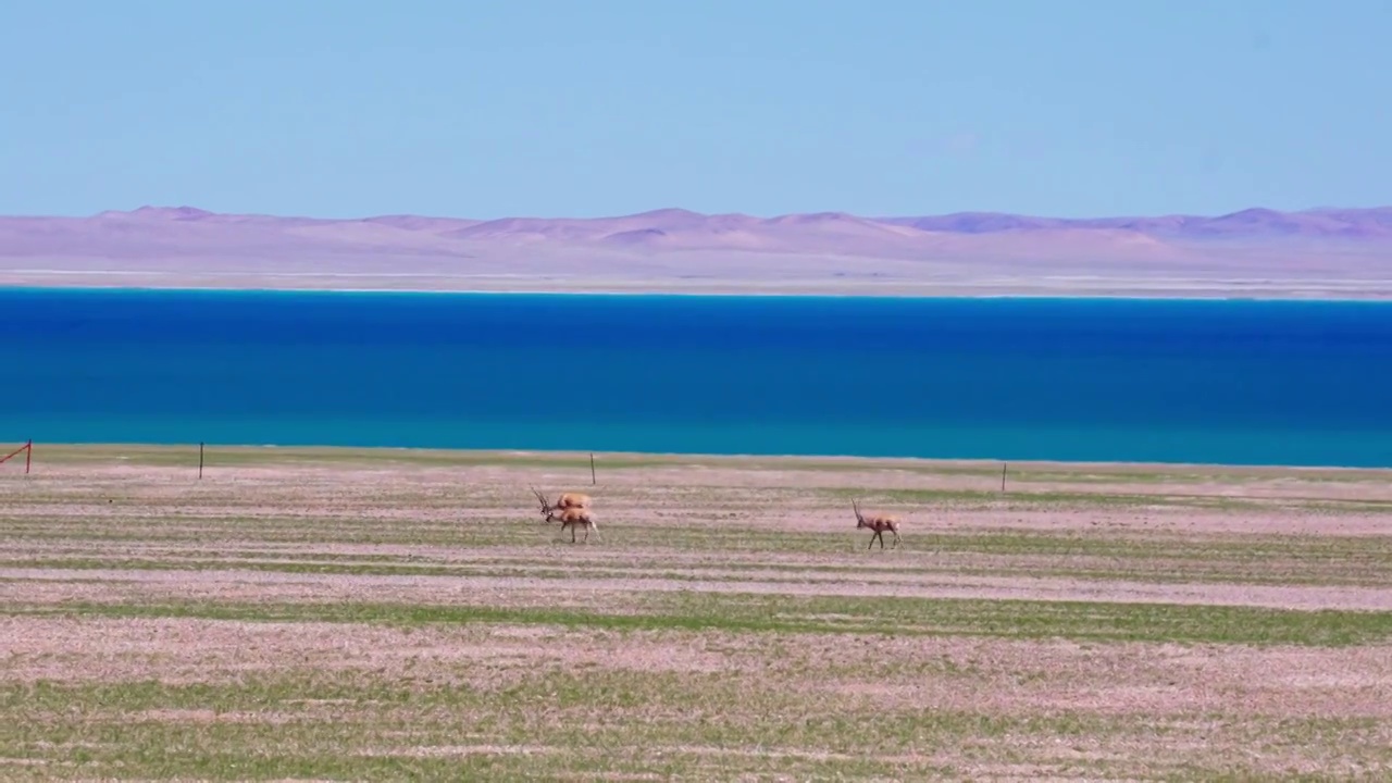 西藏达则错湖边的藏羚羊群视频素材