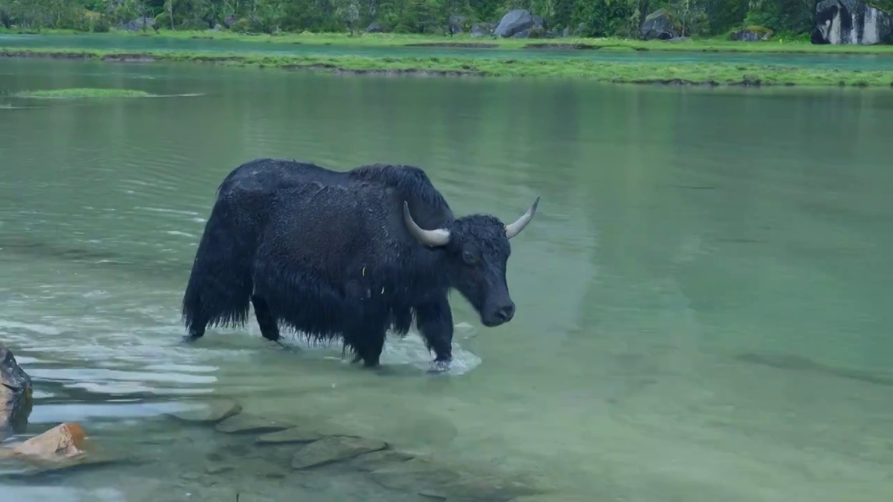 下雨天林芝新措河边的牦牛视频下载