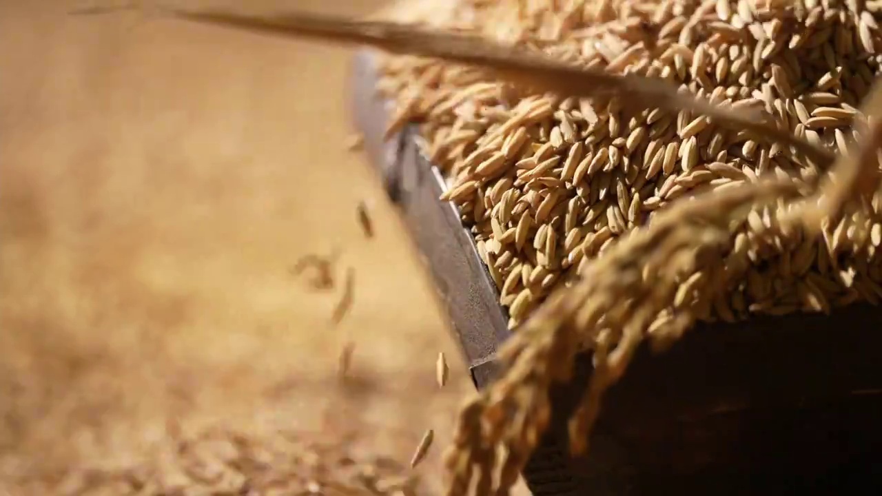 丰收的稻子视频下载