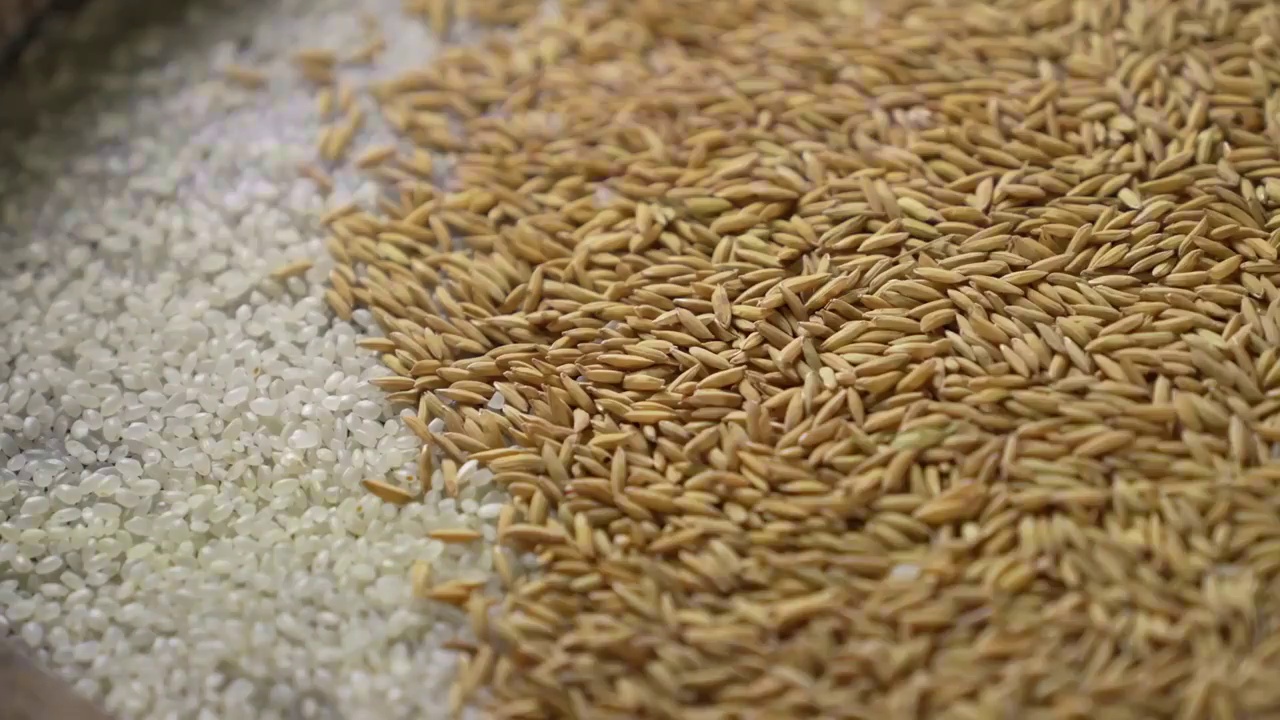 大米和稻谷视频素材