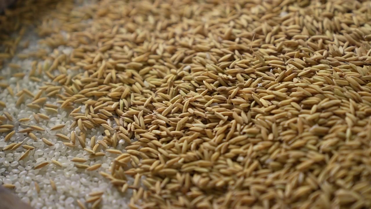 大米和稻谷视频素材