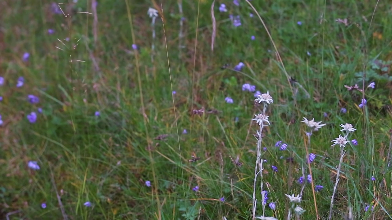 大自然草地野花视频素材