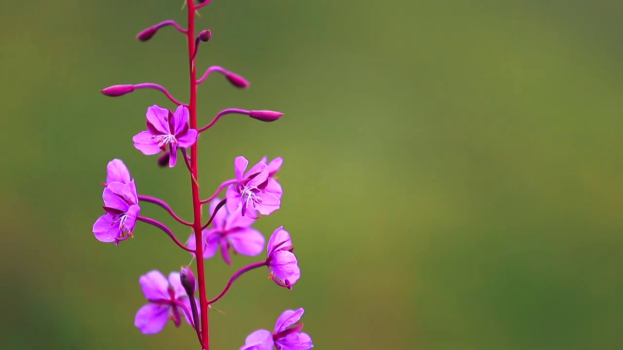 大自然草地野花视频素材
