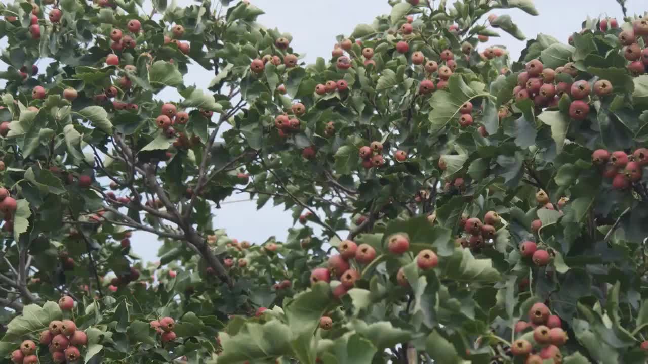 秋后成熟山楂水果视频素材