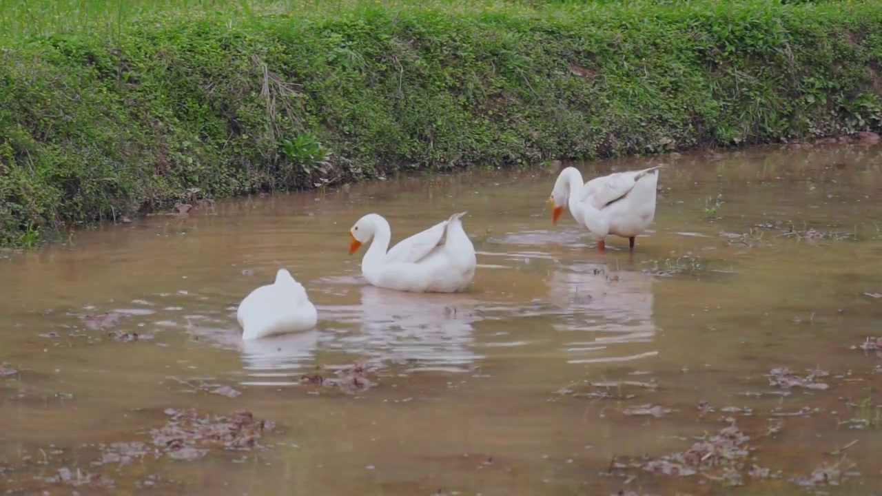 水田里的大白鹅（合集）视频素材