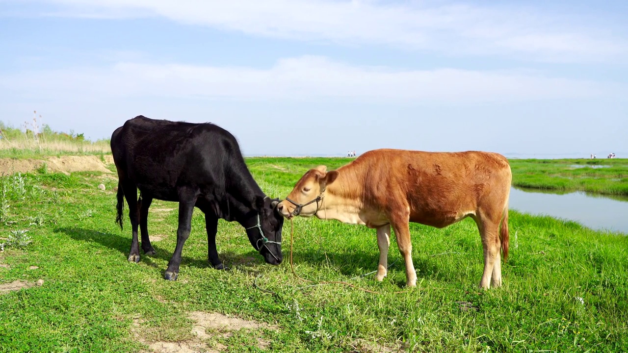 江苏南京高淳石臼湖草海，牛在草海里吃草视频素材