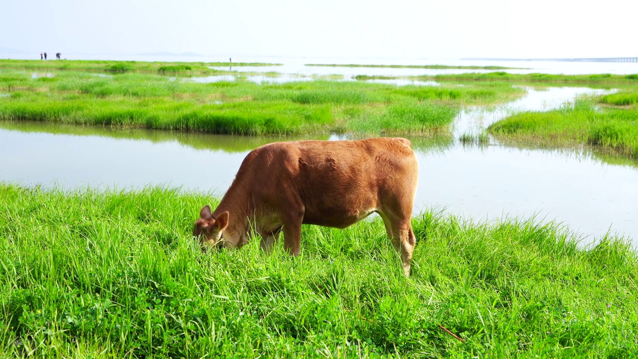 江苏南京石臼湖的草海，牛在草海里吃草视频素材
