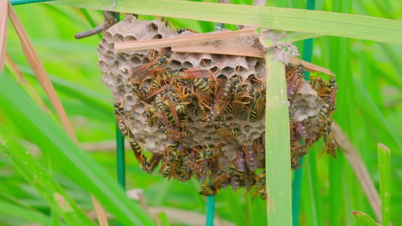蜂巢中活动的胡蜂视频素材