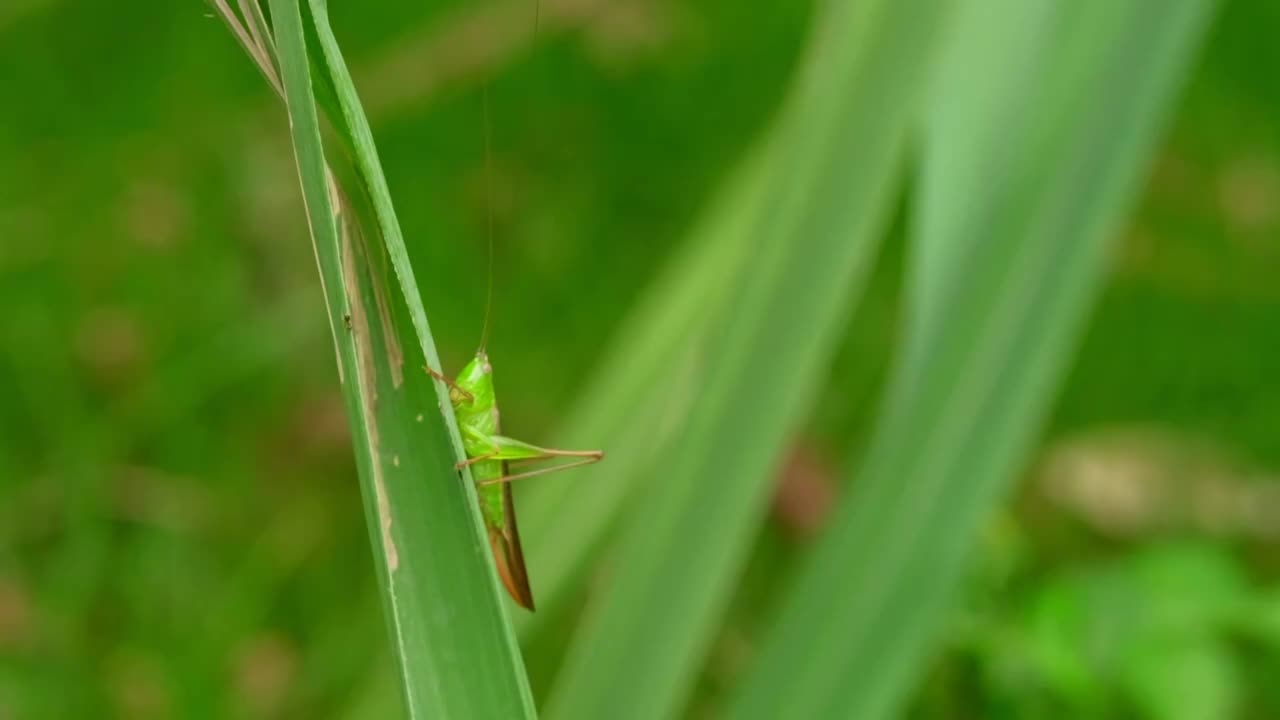 草地里的蚱蜢蝗虫害虫慢镜头特写视频素材