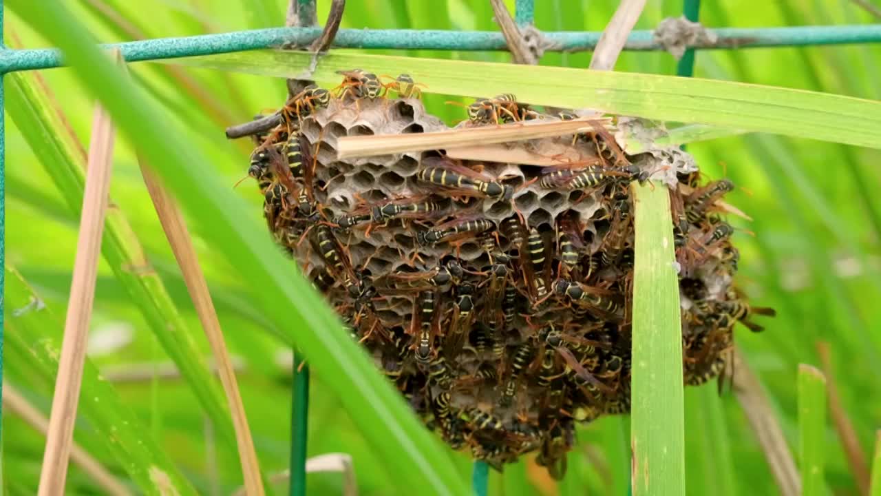 草地里的蚱蜢蝗虫害虫慢镜头特写视频素材