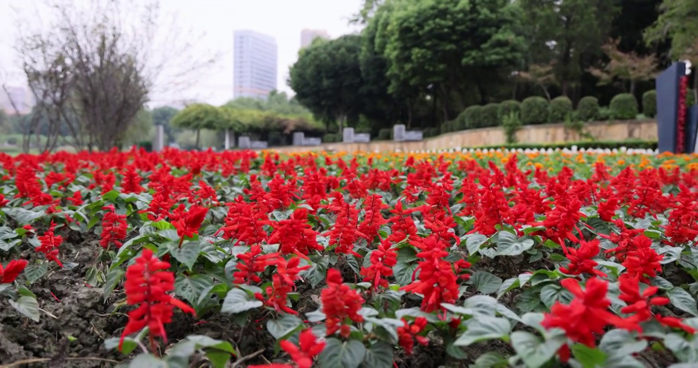 成都城市公园风光：郫都区创智公园种植的一串红花卉视频素材