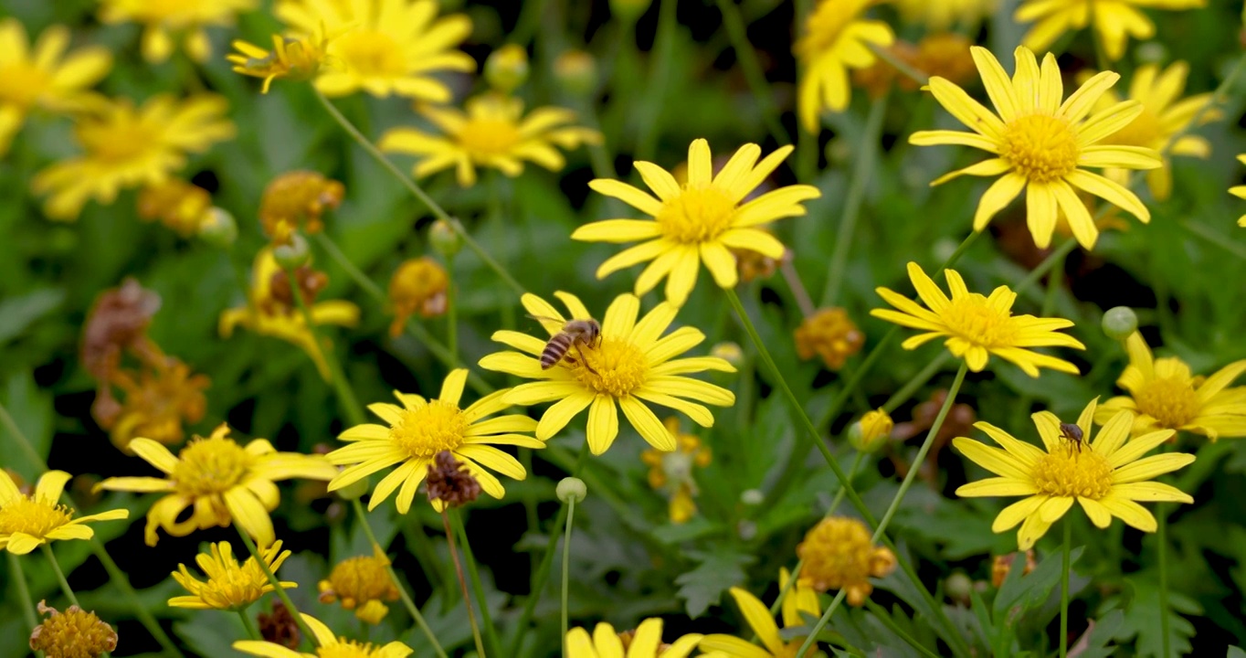 植物花卉：蜜蜂在黄金菊花上采蜜视频素材