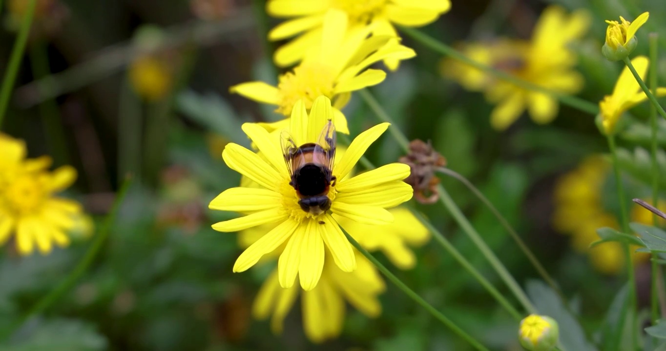 植物花卉：蜜蜂在黄金菊花上采蜜视频素材