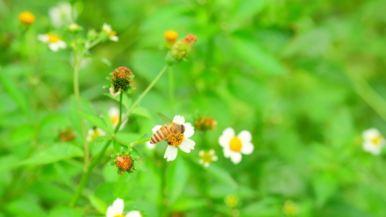 野外蜜蜂采蜜飞舞慢镜头视频素材
