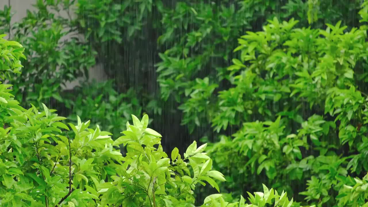 暴雨中的森林公园里绿色的树木植物视频下载