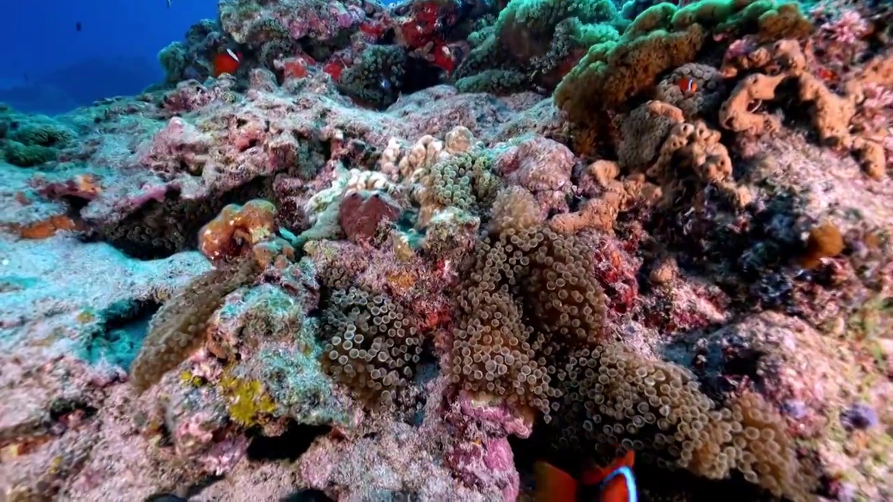水下摄影神奇神秘的海底世界小丑鱼nemo视频素材